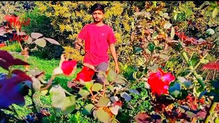 Aj Ki Phoolon Ki Katai | My Valley Of Flower Rose Plant - Cutting Vlog  • Majid Joza