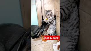 Cat & duck  🤣🤣 #shorts #ytshorts #youtube #yanthrikaya