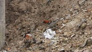 Russet sparrow, Mandala, Arunachal Pradesh, Mar 24