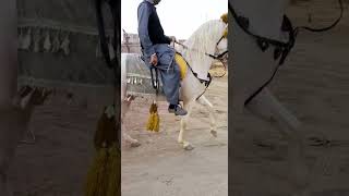 خوبصورت نکرا گھوڑا برائے فروختbsurat Nukra GhoraRay Abas Raza Bhatti Tehsel o Zila Jahang part 1