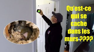 Des bébés écureuils dans les murs!