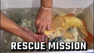 SAVING $1,000 CATFISH From DYING!!