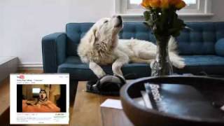 Sleeping Maremma wakes to curious youtube clip