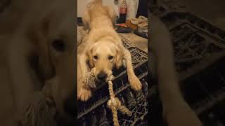 *Play*/ thank you for watch and I wish you a nice day #shorts #shorts #dog #love #goldenretriever 😘🥰