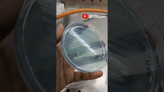 Clinical microbiology| Streaking on CLED plate| trending|Tjbiologist| Urine sample| laboratory life