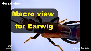 Macro view of earwig (Dermaptera)