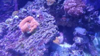 65 G Reef feeding