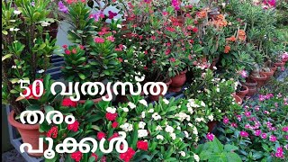 50 varieties of flowers bloomed in my garden | എൻ്റെ പൂന്തോട്ടത്തിലെ 50 വ്യത്യസ്ത തരം പൂക്കൾ