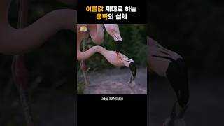 닉값 제대로 하는 홍학