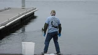 Long tailed Duck release2