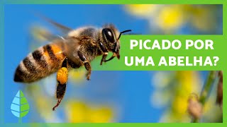 O que fazer se eu for PICADO por uma ABELHA? 🐝 | Sintomas e Como Evitá-los