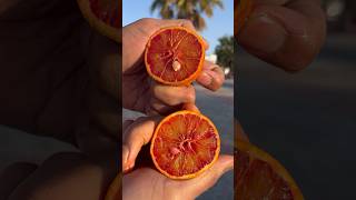 Ever tasted blood orange? One of the sweetest orange #sweet #orange #red #fruit #healthy