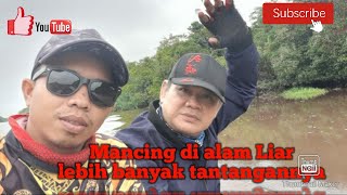 Mancing gabus // di alam Liar lebih banyak tantangannya