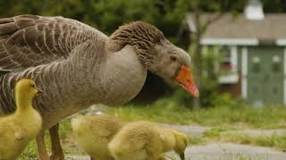 Meet our French Toulouse Geese