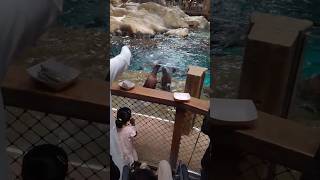 Sea Lions in SeaWorld Abu Dhabi #seaworld #seaworldabudhabi #sealions #sealionshow #2024