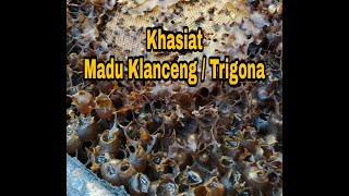 Manfaat Madu Klanceng / trigona / kelulut bagi tubuh manusia | Stingless Bee