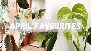 Favourite Houseplants | April Edition