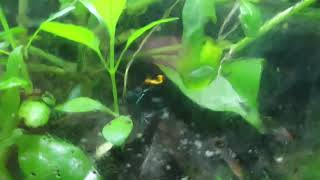 Phyllobates Vittatus Poison Dartfrog