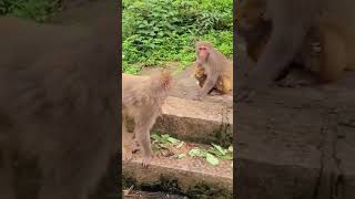 funny monkey# animals# short video3#youtube#@bestshorts188