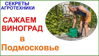 Посадка винограда в Подмосковье. Вот сейчас пора! Чем проще, тем лучше.