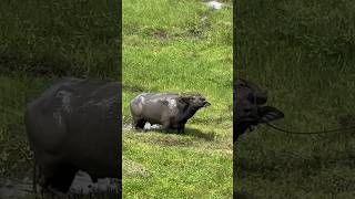 Buffalo Has a Shower in Hot Day  🐃