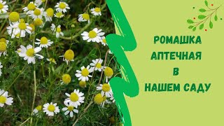 🌼Ромашка аптечная в нашем саду