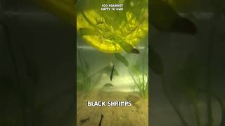 Releasing Black Shrimps into their new tank #shrimpbreeding #blackshrimps #h2oaquarist