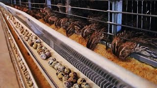 The Life Cycle of Quail | Modern Farming and Production of Quail Eggs