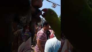 bird kissed #kbutor #birds #shorts #trending #pakhi #pets #shorts #petsanytime