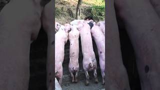 dancing pigs