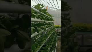 Hydroponics Vegetables #hydroponics #garden #growyourown #health