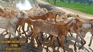 Beautiful goats going for grazing