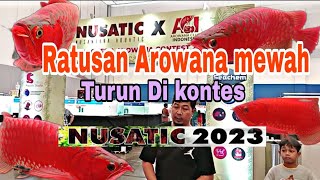 Kontes ikan Arwana, di Nusatic 2023. banyak ikan Arowana mewah dan unik. #arowana #arwana