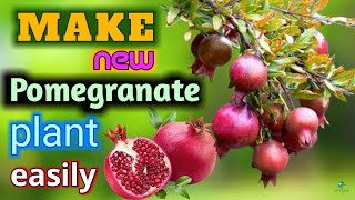 Pomegranate cutting grow technique | কাটিং থেকে গাছ বানান সহজেই | বেদানা গাছের চারা তৈরি