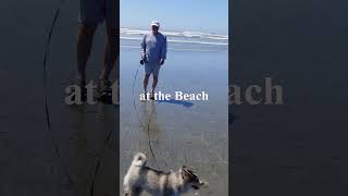 Alfred goes to the beach for the first time.