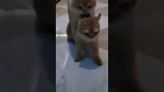 #Best Funny #Cats 🐱 and #Dogs 🐶 ♥ #So Cute - Funniest Dogs 😹 Don't try to hold back Laughter 😂.