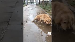 LOL, Latest Dogs Shorts Clips Try Not To Laugh Funny Dogs Videos 🐶😂😂 -EPS993 #funnydogs