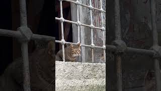 Cat Family Found Living in a House, Istanbul