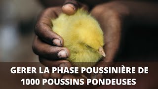 Gérer la phase poussinière de 1000 poussins pondeuses #poussin #pondeuse #gestion