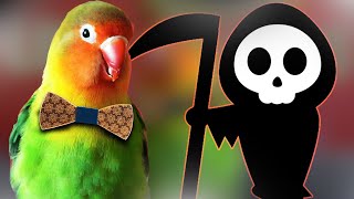 How I Saved my  LOVEBIRD from Death ?!