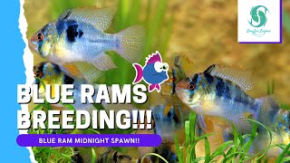 WOW!! We DID NOT See This Coming... Juvenile German BLUE RAM BREEDING!! (Midnight Capture!!)