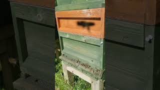 Bee hive marking for identifying queen bee, how we doing it #beeslife #beelife #beekeeping #shorts