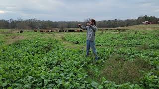 Winter Grazing Cover Crops In December In East Texas