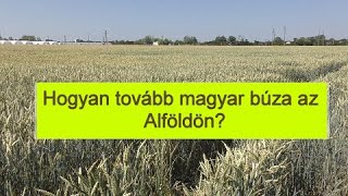 Hogyan tovább magyar búza az Alföldön?