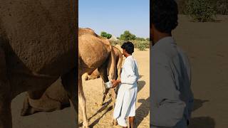 Milking a camel #shorts  #shortvideo  #youtubeshorts