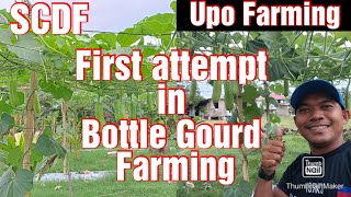 First attempt in upo farming || Bottle Gourd Farming 2024