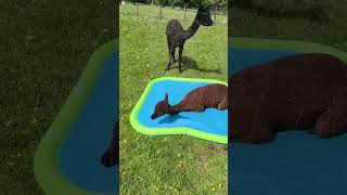 Alpacas are playing on their splash pad to cool off!