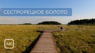 Прогулка по экотропе Сестрорецкое болото / A walk along the Sestroretsk swamp ecotrope