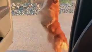 DOG SKIPPING BACKWARDS