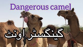 Very dangerous camel #thar #camellife #camel #viralvideo #animals @Camels_horse